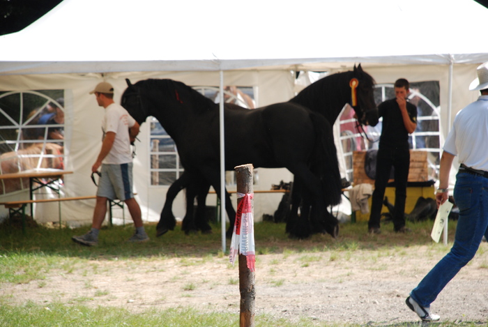 DSC_6275 - black horse