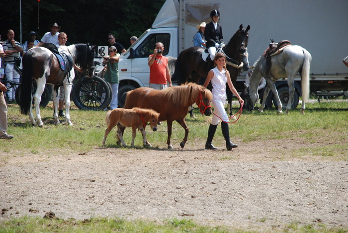 DSC_6276 - black horse