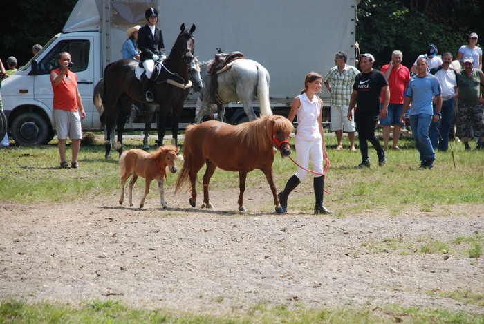 DSC_6277 - black horse