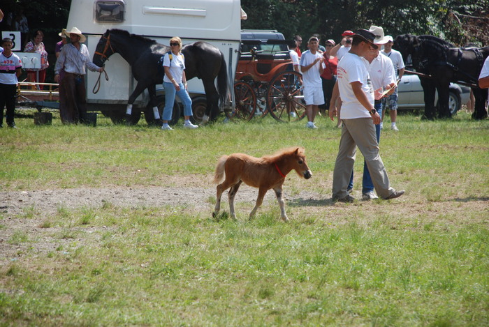 DSC_6278 - black horse