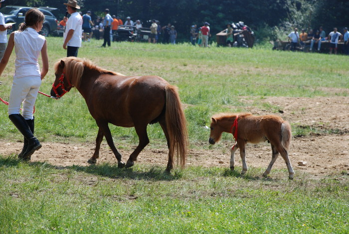 DSC_6282 - black horse