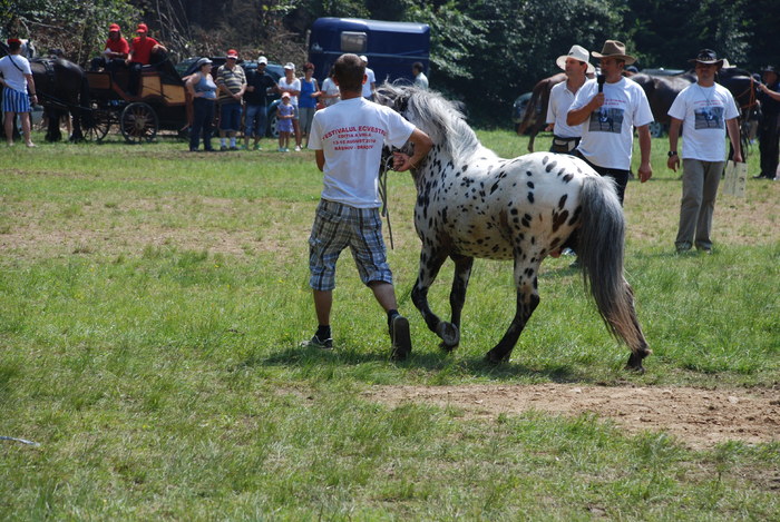 DSC_6284 - black horse