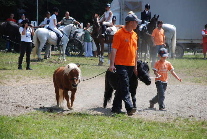 DSC_6285 - black horse