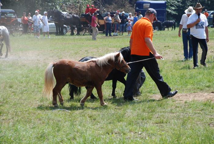 DSC_6286 - black horse