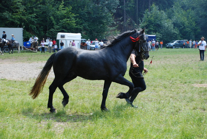 DSC_6288 - black horse