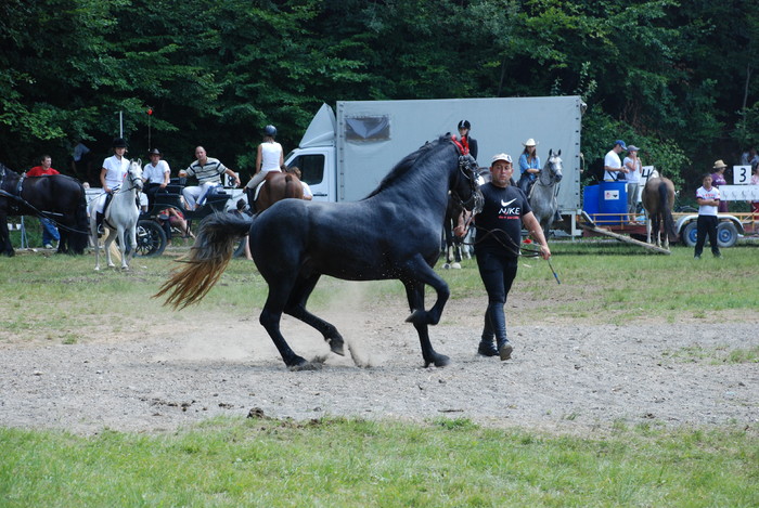 DSC_6290 - black horse