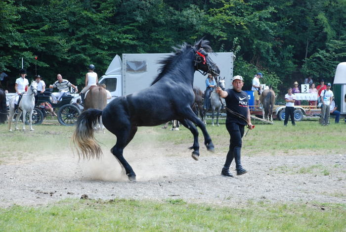 DSC_6291 - black horse