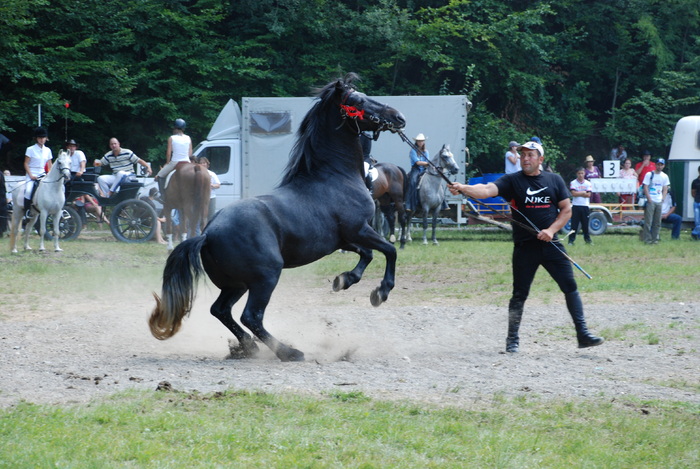 DSC_6292 - black horse
