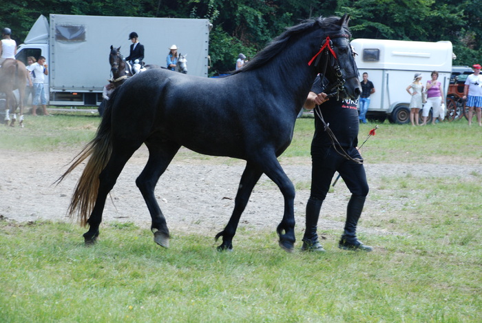 DSC_6294 - black horse