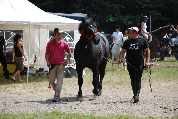 DSC_6296 - black horse