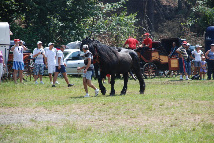 DSC_6300 - black horse