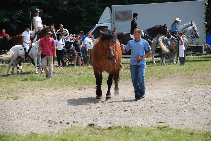 DSC_6306 - black horse