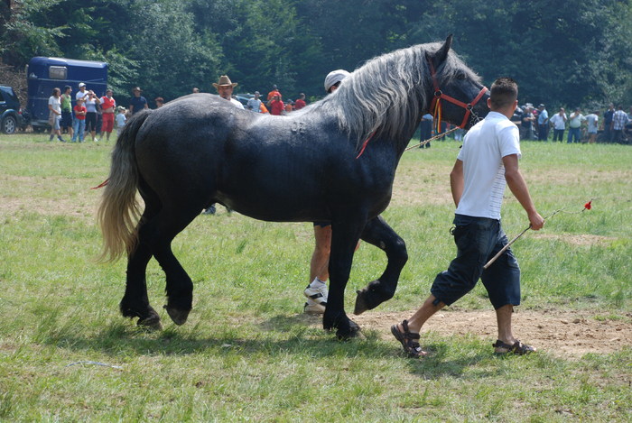 DSC_6312 - black horse