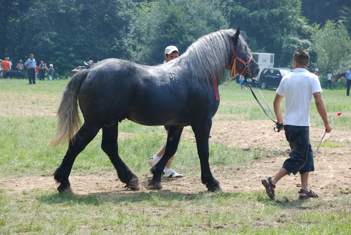 DSC_6313 - black horse