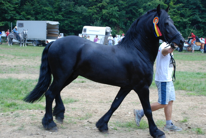 DSC_6314 - black horse