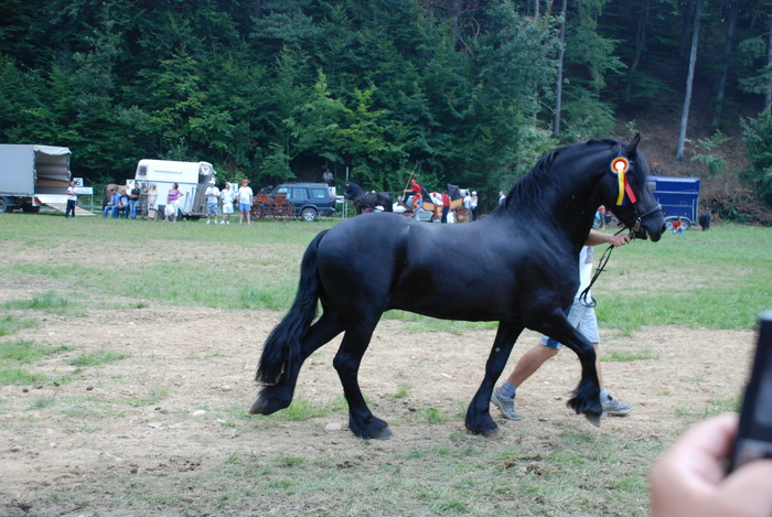 DSC_6315 - black horse