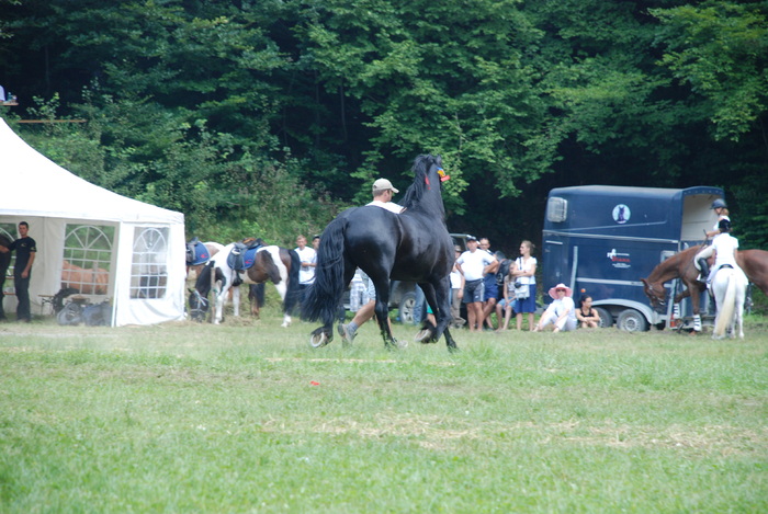 DSC_6318 - black horse