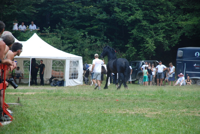 DSC_6320 - black horse