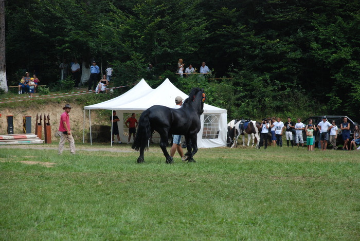 DSC_6321 - black horse