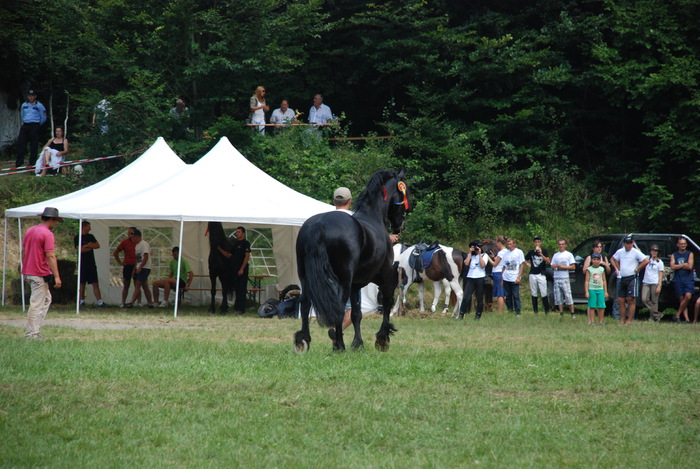 DSC_6322 - black horse
