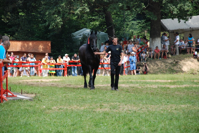 DSC_6323 - black horse