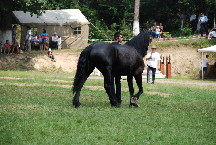 DSC_6324 - black horse