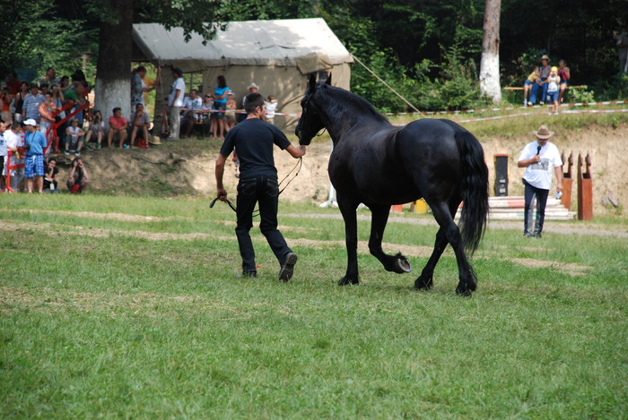 DSC_6325 - black horse