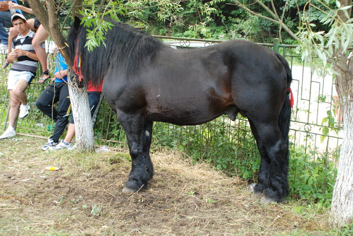 DSC_6326 - black horse