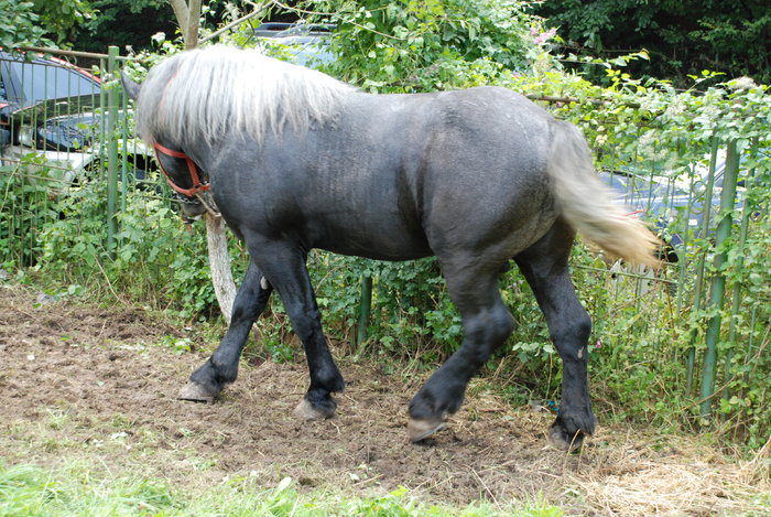 DSC_6328 - black horse