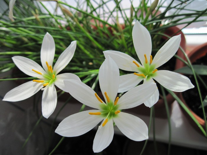 Zephyrantes Candida; septembrie 2010
