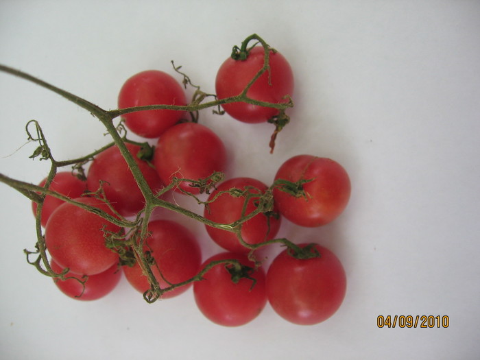 IMG_2770 - Tomate