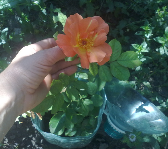 dupa primul val de inghet