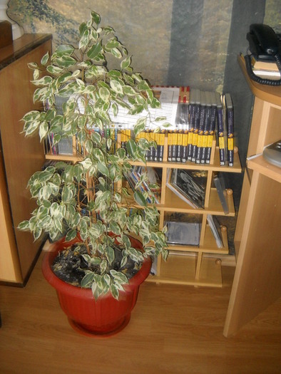 ficus benjamin