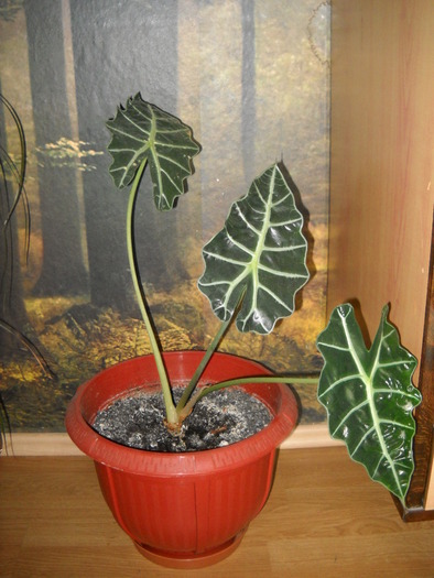 alocasia