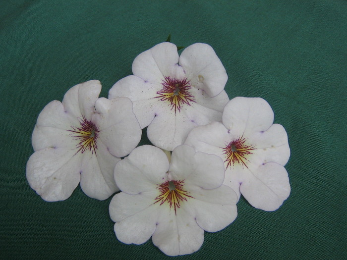 Charity - ACHIMENES