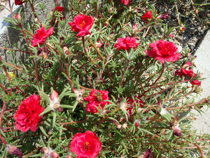 Portulaca grandiflora Hook.1829.