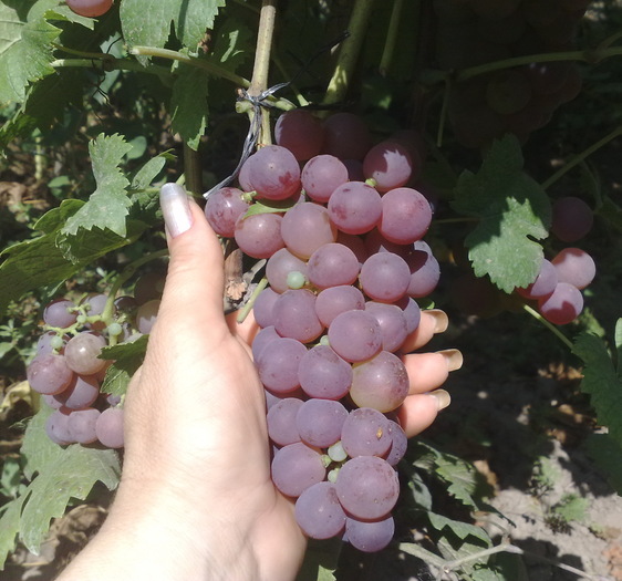 Chasselas Rose - Soiuri de masa cu maturare mijlocie