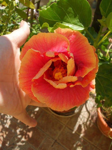 Tamibon - hibiscusi