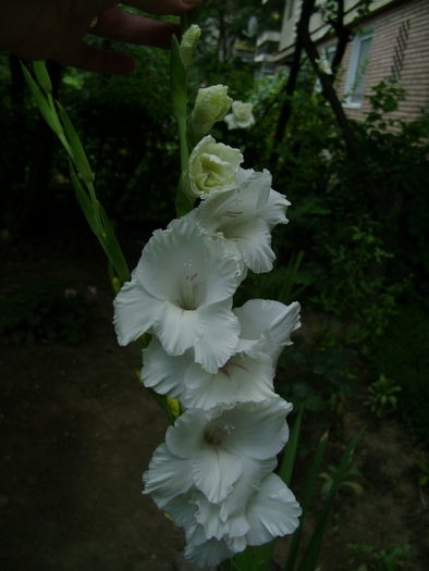 DSC01956 - Gladiole