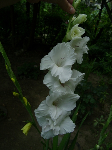 DSC01957 - Gladiole