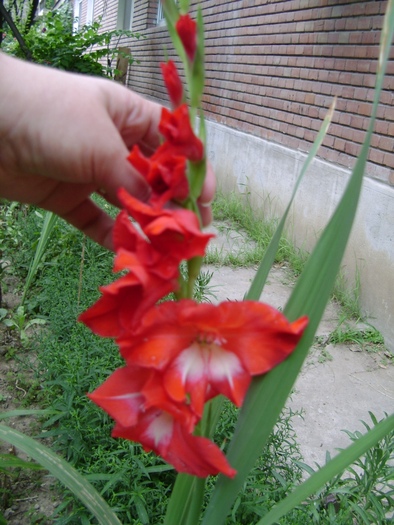 DSC01960 - Gladiole