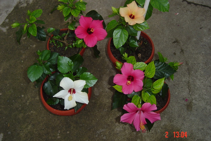 Picture 316 - 09-2012-HIBISCUS
