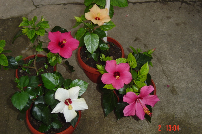 Picture 318 - 09-2012-HIBISCUS