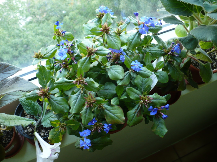 6 sep 2010 - Ceratostigma plumbaginoides