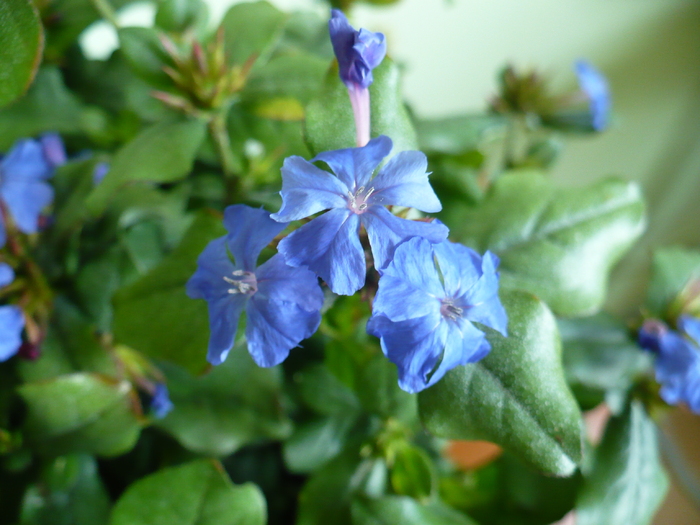 P1290872 - Ceratostigma plumbaginoides