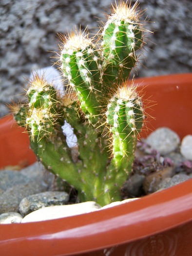 100_7192 - Cactusi 2010