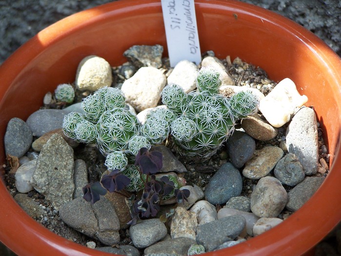 100_7189 - Cactusi 2010