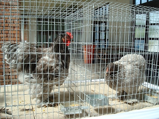 Coch Albastru - Expo cu vanzare Sannicolau Mare