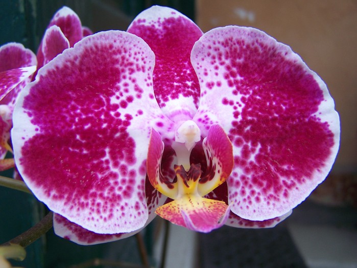 100_7177 - Phalaenopsis 2010