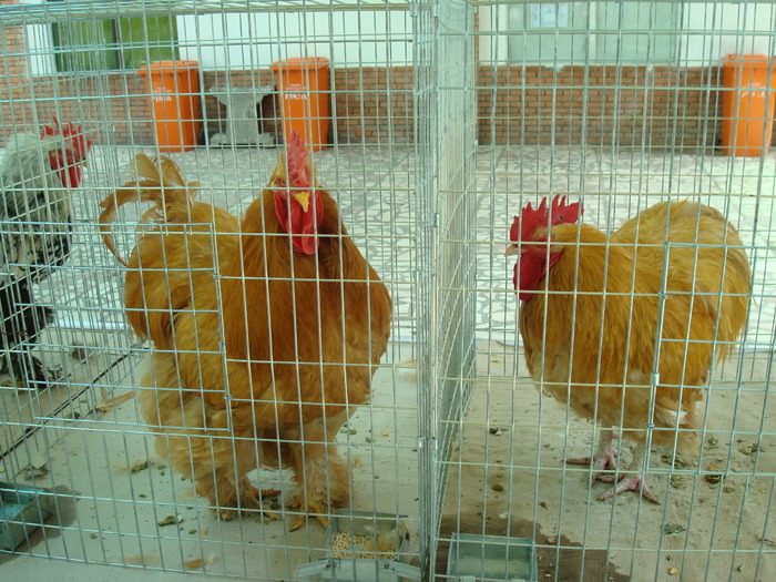 DSC08407